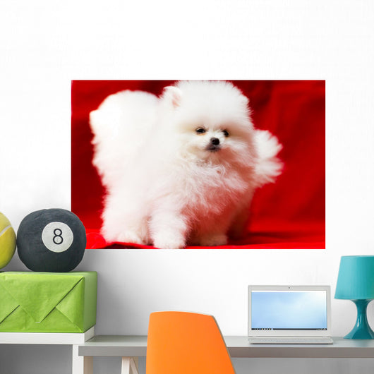 White Pomeranian Wall Mural