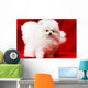 White Pomeranian Wall Mural