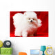 White Pomeranian Wall Mural