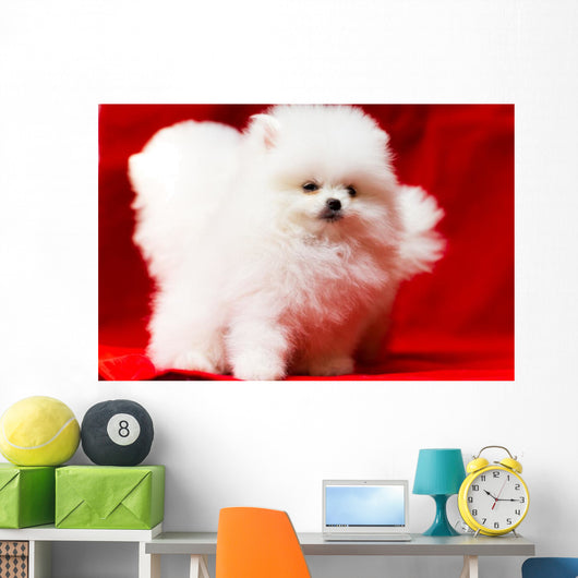 White Pomeranian Wall Mural