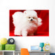 White Pomeranian Wall Mural