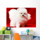 White Pomeranian Wall Mural