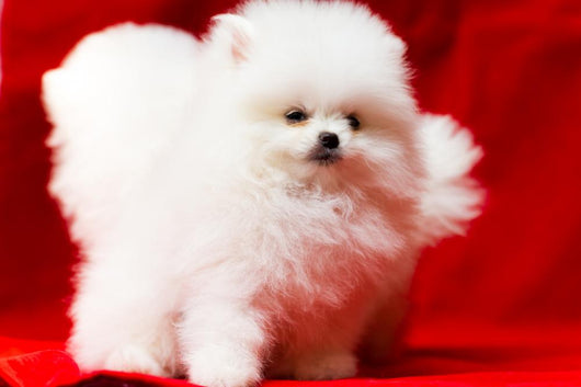 White Pomeranian Wall Mural