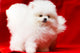 White Pomeranian Wall Mural