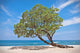 Lonely Tree Beach Wall Mural