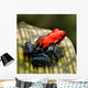 Red Poison Dart Frog