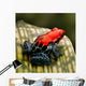 Red Poison Dart Frog