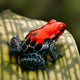 Red Poison Dart Frog