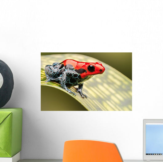 Red Poison Arrow Frog