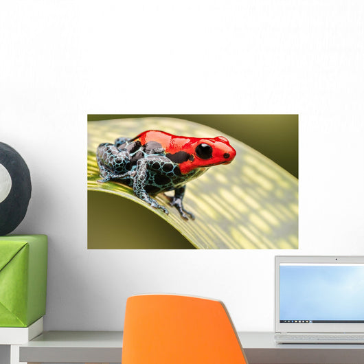 Red Poison Arrow Frog