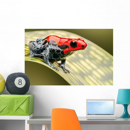 Red Poison Arrow Frog