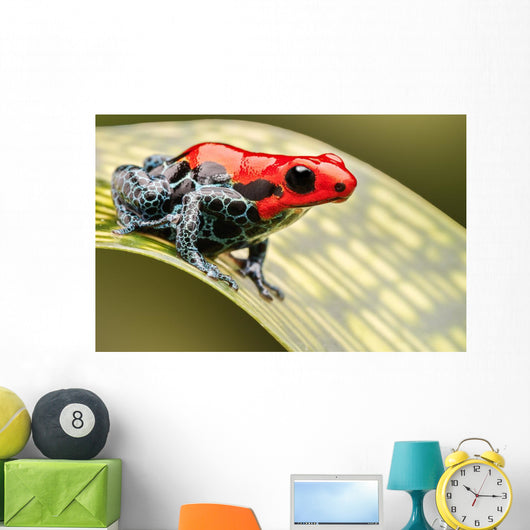 Red Poison Arrow Frog