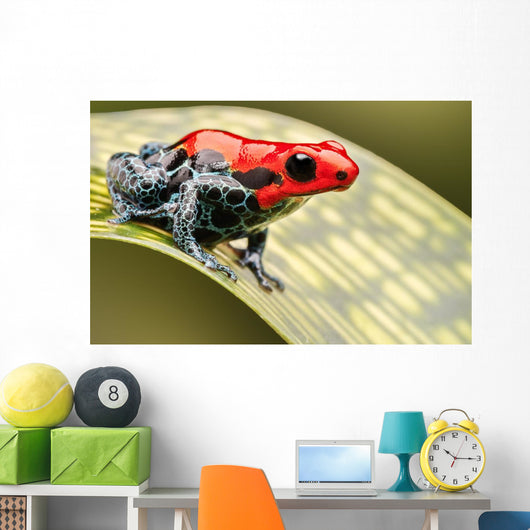 Red Poison Arrow Frog