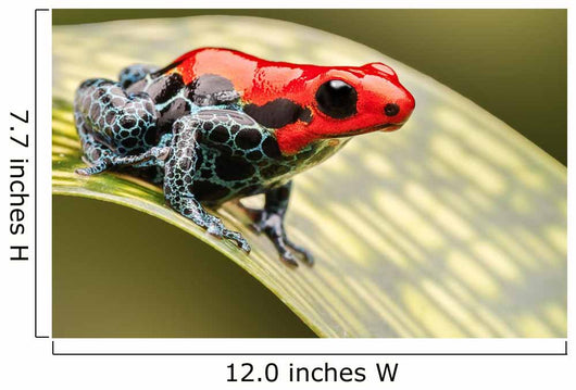 Red Poison Arrow Frog