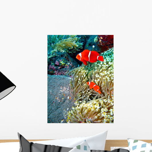 Red Clownfish Wall Mural