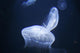 Jellyfish Wall Mural