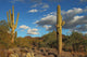 Sonoran Desert Landscape and