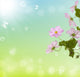 Flower background. Nature season Wall Mural