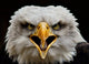 Screaming Eagle Wall Mural