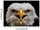 Screaming Eagle Wall Mural
