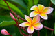Up Frangipani Flower or
