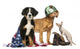 Group Patriotic Dogs and