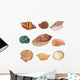 Shells Illustration Seashells Wall Decal