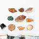 Shells Illustration Seashells Wall Decal