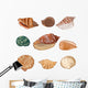 Shells Illustration Seashells Wall Decal