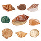 Shells Illustration Seashells Wall Decal