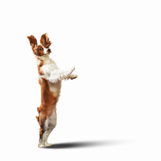 Funny Dog Portrait
