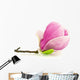 Magnolia Na Biaym Tle Wall Decal