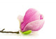 Magnolia Na Biaym Tle Wall Decal