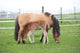 Young Foal with Mother