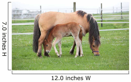 Young Foal with Mother