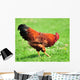Rooster Wall Mural