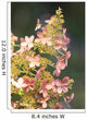 Rispenhortensie