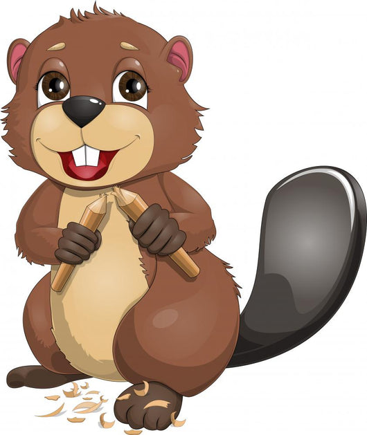 Beaver