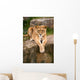Lioness