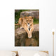 Lioness