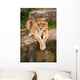 Lioness