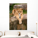 Lioness