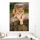 Lioness