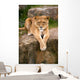 Lioness