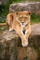 Lioness