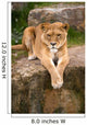 Lioness