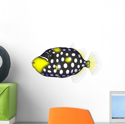 Clown Triggerfishes