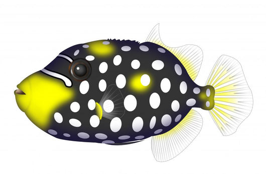Clown Triggerfishes