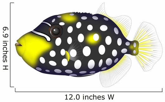 Clown Triggerfishes