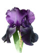Iris Wall Decal